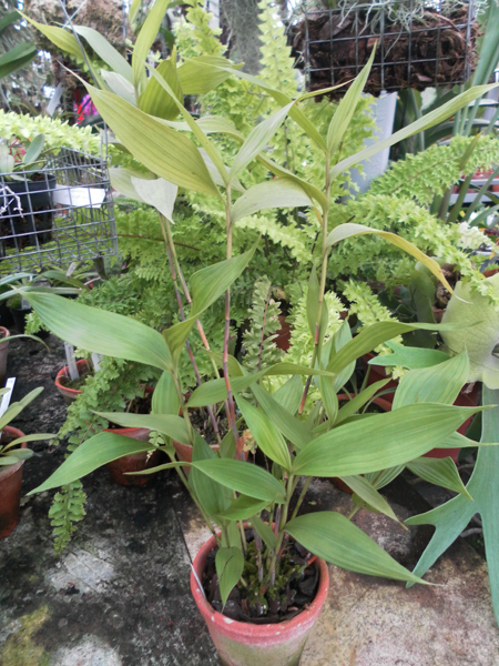 Фото орхидеи Sobralia gentryi