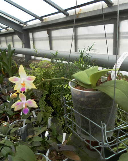 Фото орхидеи Phalaenopsis Equalacea