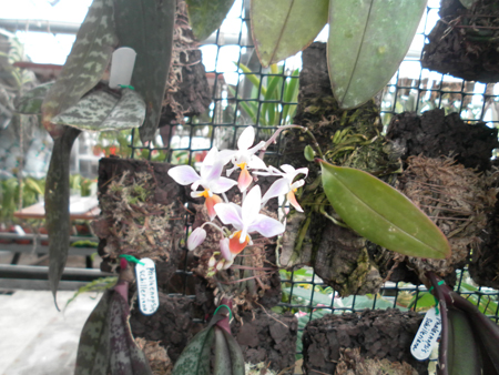 Phalaenopsis equestris.jpg