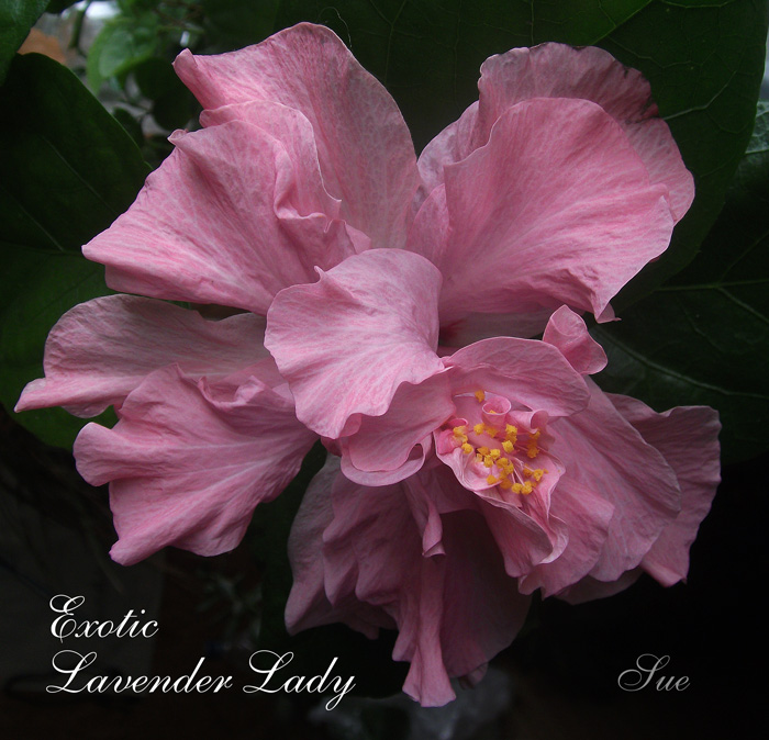 exotic_lavender_lady1.jpg