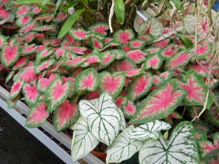 Caladium x hortulanum 'Rosebud'.jpg