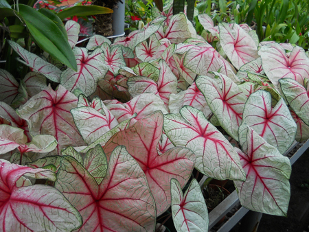 Caladium x hortulanum 'White Queen'.jpg