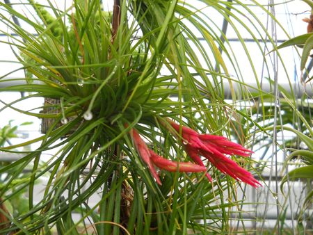 Tillandsia tenuifolia.jpg