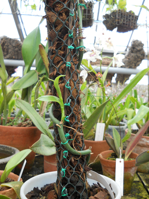 Vanilla planifolia.jpg