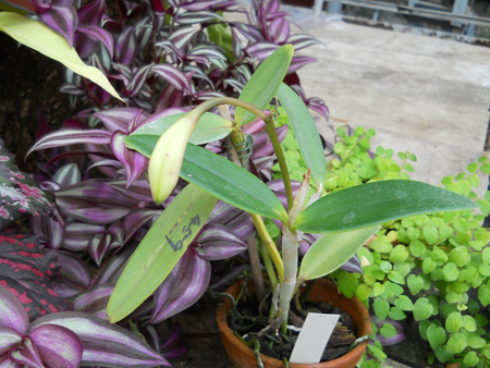 Cattleya loddigesii.jpg