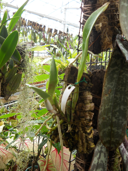 магазин орхидей