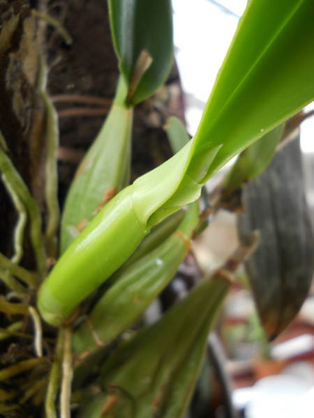 магазин орхидей