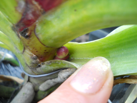 Rhynchostylis gigantea red2.jpg