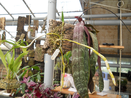 Dendrobium heterocarpum.jpg