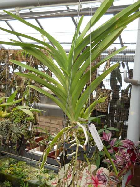 магазин орхидей