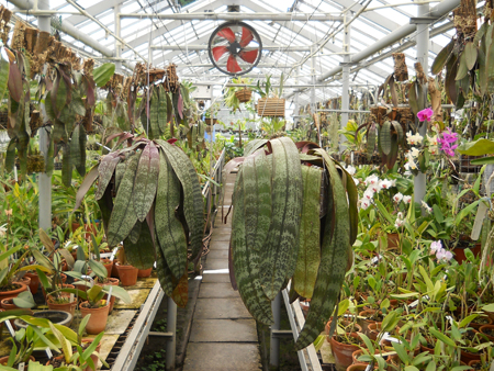 магазин орхидей