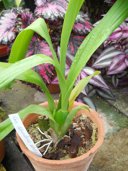 Oncidium Namboh Waltz ‘Boso Sweet’.jpg