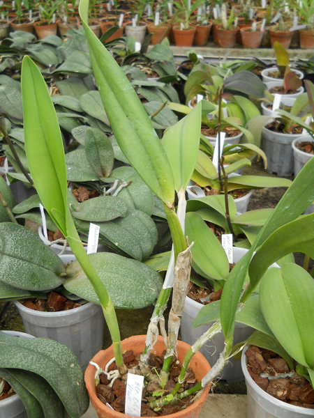 Brassocattleya Golf Green 'Hair Pig'.jpg