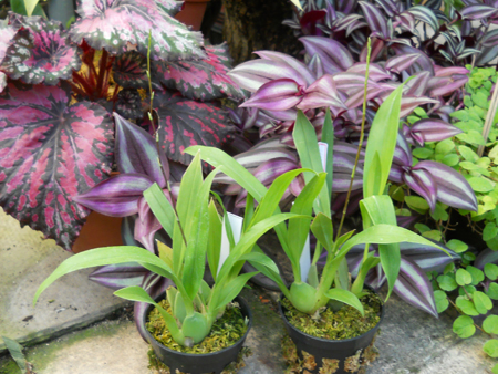 Oncidium Twinkle.jpg