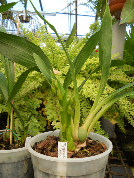 Zygopetalum hybrid.jpg