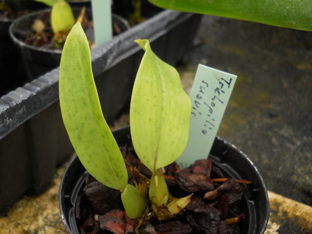 магазин орхидей