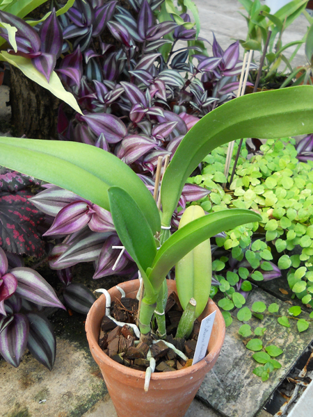 Brassolaeliocattleya Hsinying Catherine 'Hakucho'.jpg