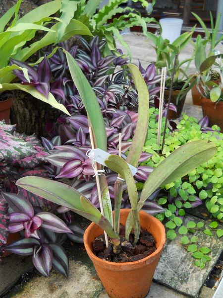 магазин орхидей