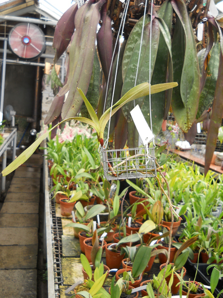 Aerides quinquevulnera var.jpg