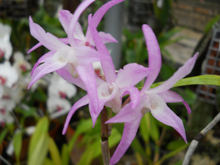 Dendrobium moniliforme Akabana.jpg