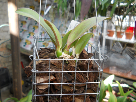 магазин орхидей