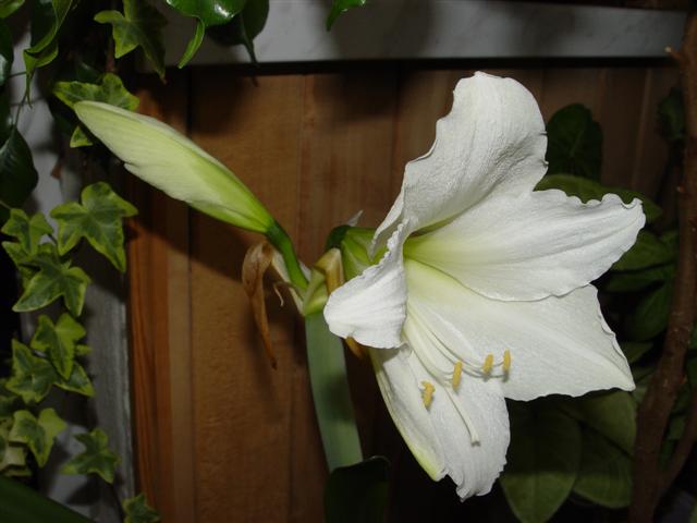 Picture_ 004.jpg