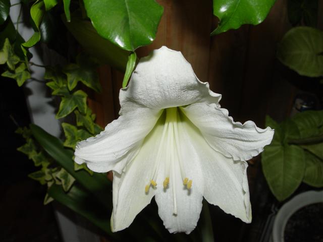 Picture_ 002.jpg