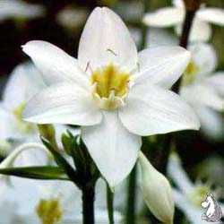 Eucharis_grandiflora.jpg