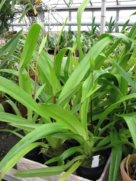 Фото орхидеи Phragmipedium Living Fire