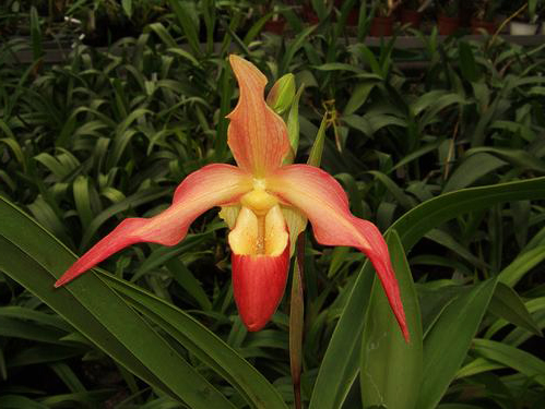 Как цветет орхидея Phragmipedium Living Fire