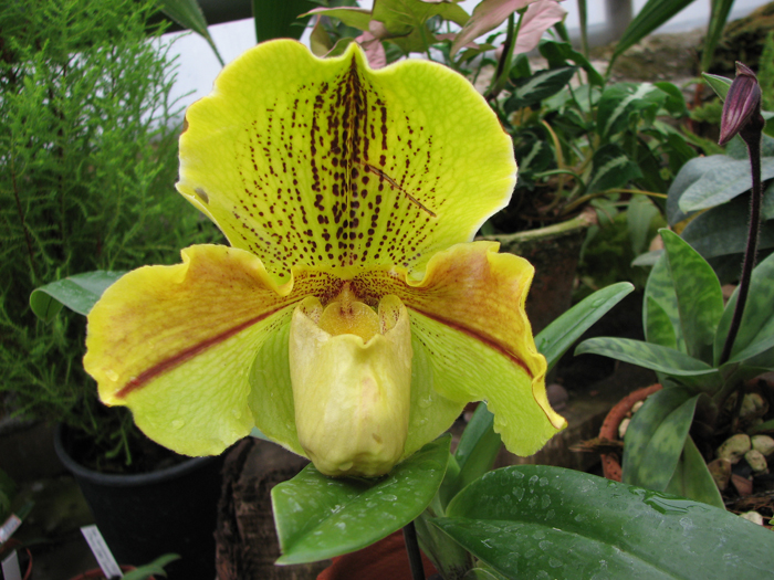 Как цветет орхидея Paphiopedilum Lippewunder hybrid