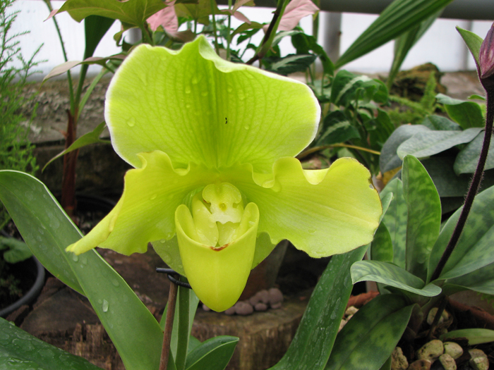 Фото орхидеи Paphiopedilum complex hybrid (green)