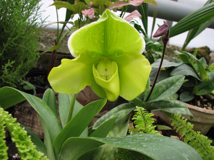 Зеленая орхидея Paphiopedilum complex hybrid (green)