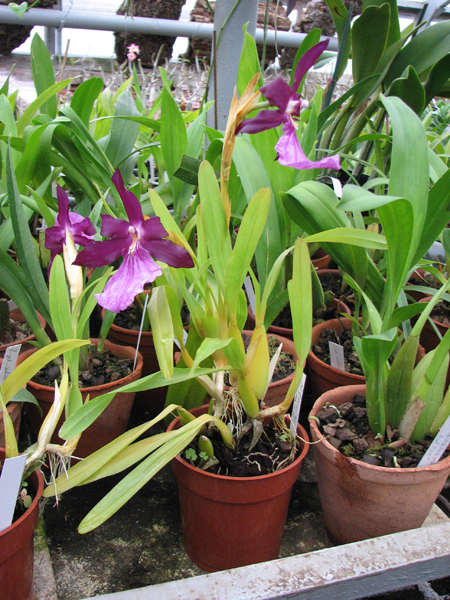 Фото орхидеи Miltonia spectabilis