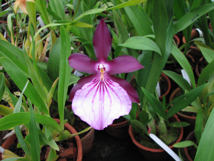 Цветение ароматной орхидеи Miltonia spectabilis