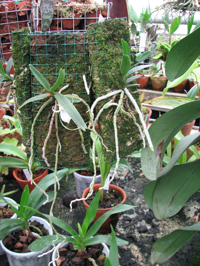 Фото орхидеи Angraecum rutenbergianum