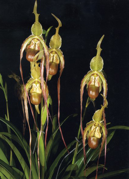 Как цветет орхидея Phragmipedium longifolium x caudatum