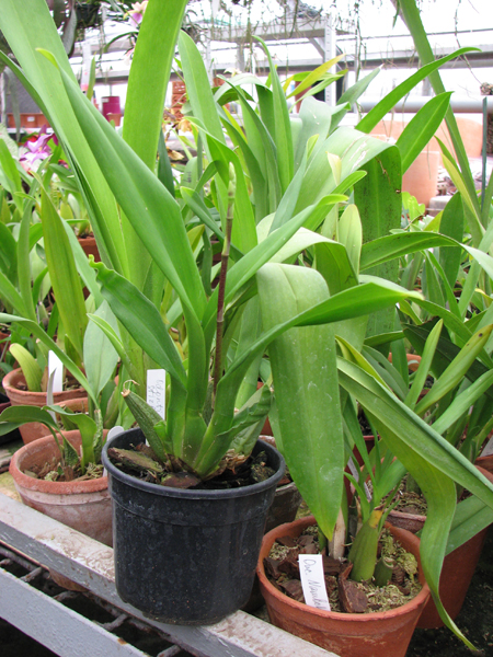 Фото орхидеи Odontioda Stirbic