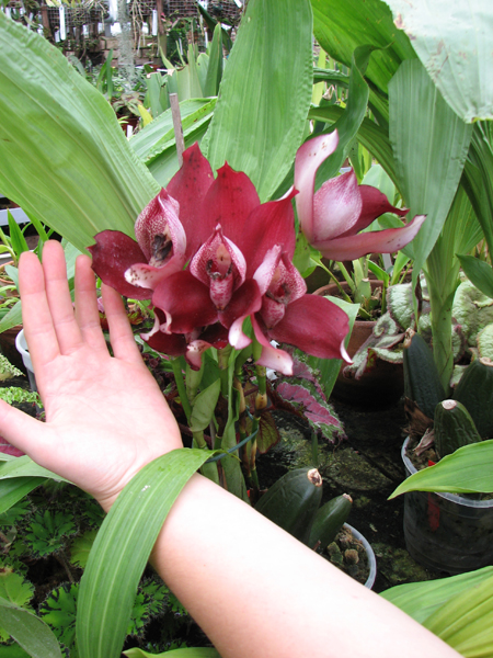 Фото орхидеи Angulocaste hybrid