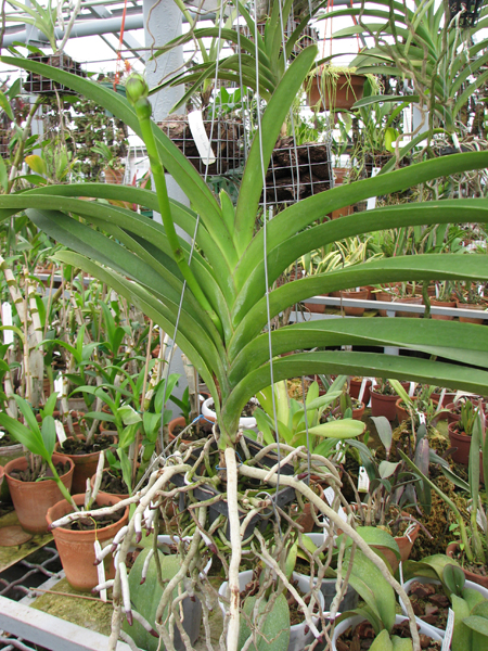 Фото орхидеи Ascocenda Pak Hai x Vanda Dr. Anek