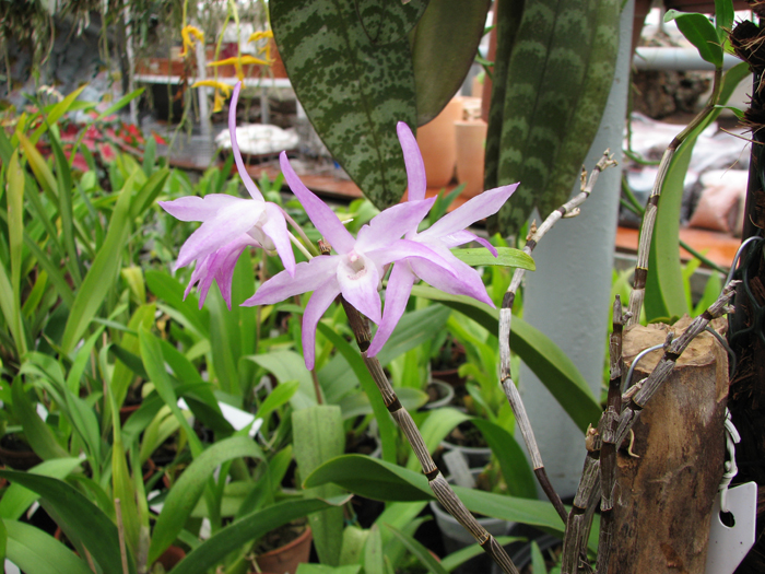 Цветущая орхидея Dendrobium moniliforme Akabana