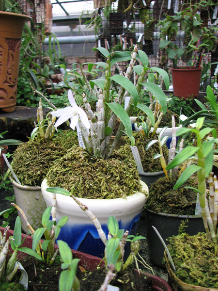 Фото орхидеи Dendrobium moniliforme Raizan