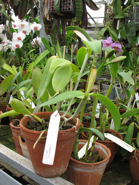 Фото орхидеи Cattleya forbesii