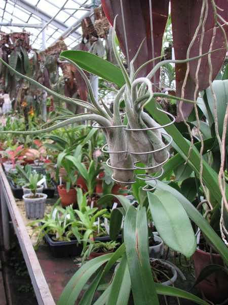 Фото Tillandsia caput-medusae