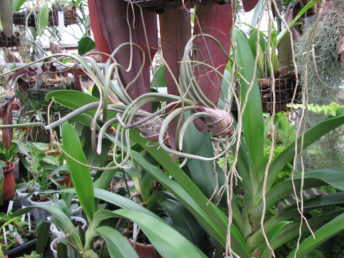 Фото Tillandsia baileyi