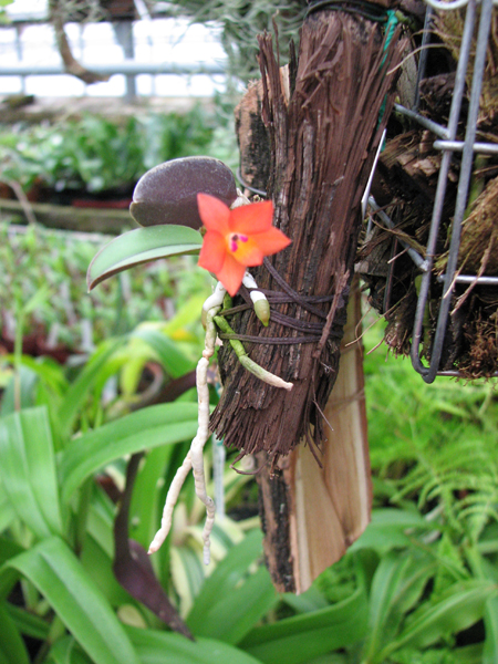 Фото орхидеи Sophronitis cernua