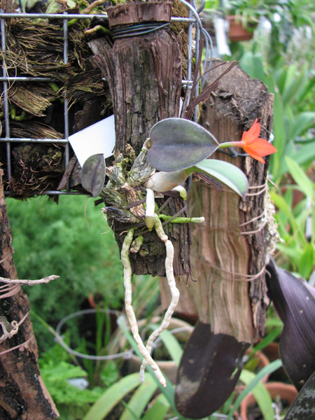 Миниатюрная орхидея Sophronitis cernua