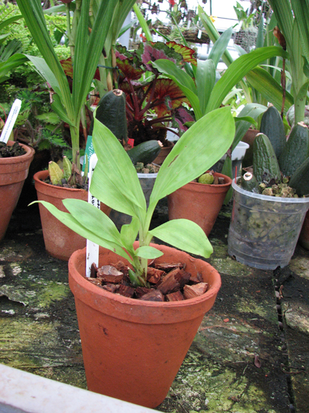 Фото орхидеи Anguloa cliftonii x Anguloa clowesii