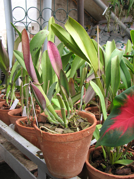 Фото орхидеи Rhyncholaelia Aristocrat  (Brassavola glauca x Brassavola digbyana)