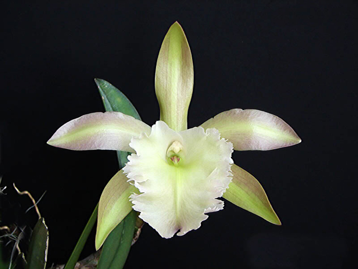 Как цветет орхидея Rhyncholaelia Aristocrat  (Brassavola glauca x Brassavola digbyana)